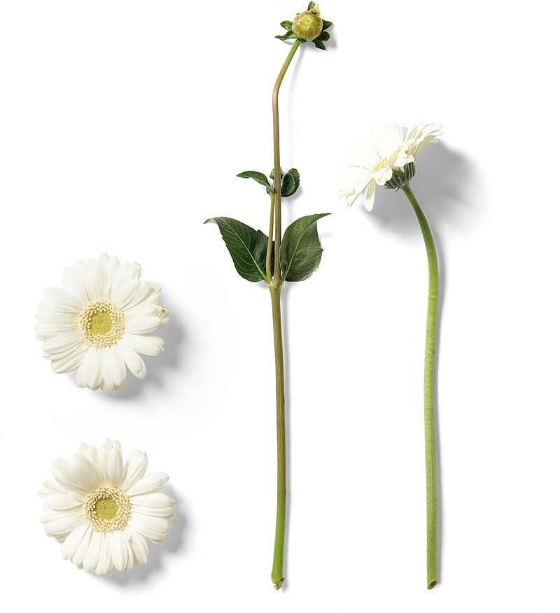 白色花朵装饰素材