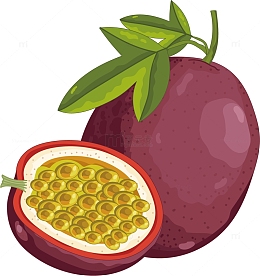 矢量图紫色的百香果