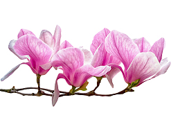 紫色带香味分支上带白色纹理的玉