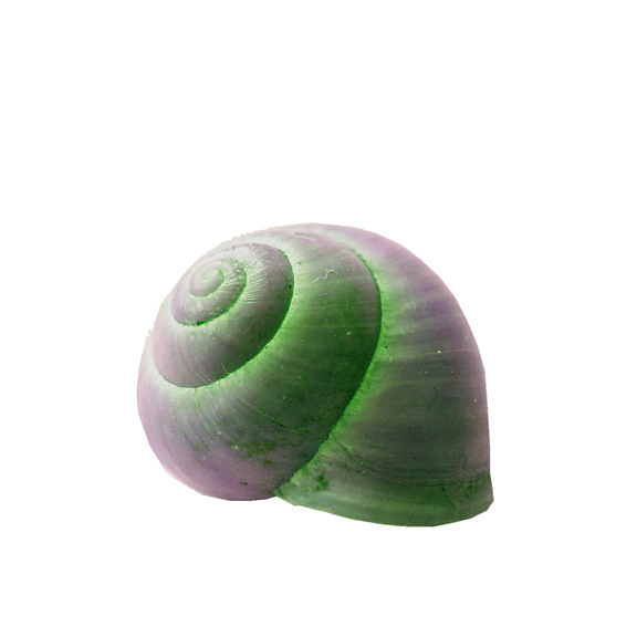 发光的蜗牛壳