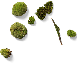 青苔装饰素材图案