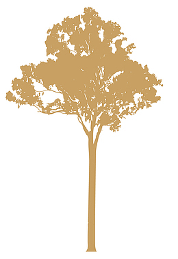 树 单个树剪影