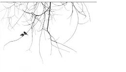 古风树枝和小鸟