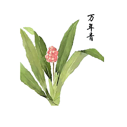 草药万年青
