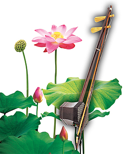 二胡荷花