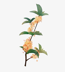 手绘金色桂花