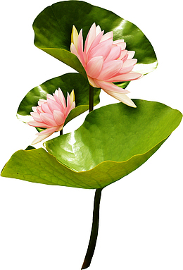粉色莲花图片素材