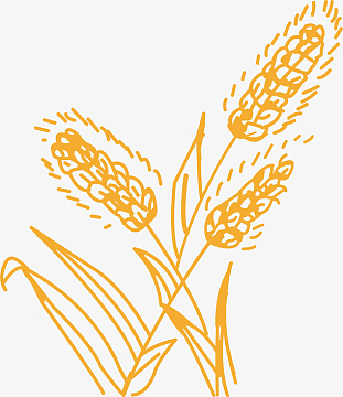 植物手绘丰满谷穗