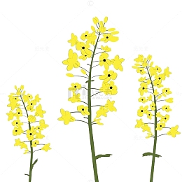油菜花水彩