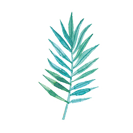 夏季小清新叶子植物