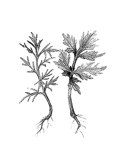 艾叶手绘黑白植物