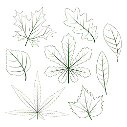 手绘简约画树叶叶脉
