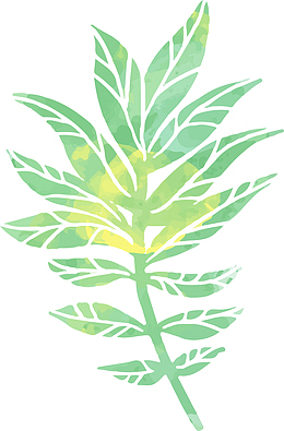 热带植物棕榈叶素材图