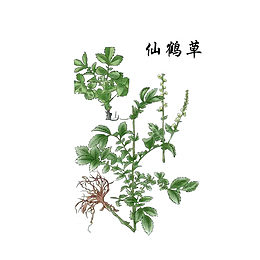 草药仙鹤草