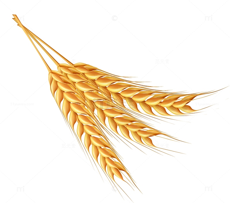 金色农作物麦穗素材图