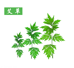 艾草绿色植物免费下载