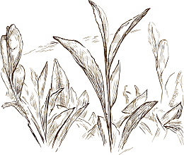 素描植物矢量图