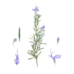 手绘开紫色花的迷迭香插图免抠