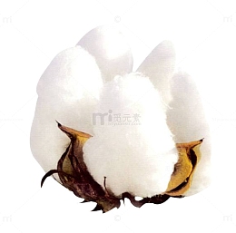 一朵白色精梳棉花图片素材