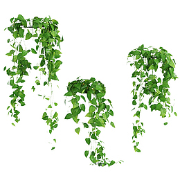 三个悬挂鲜草绿色垂吊植物