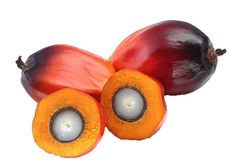 成熟的棕榈果果实