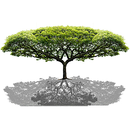 大树树荫免抠素材