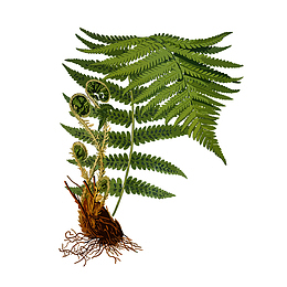 蕨类植物矢量图