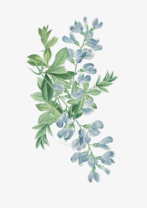 手绘植物花朵免抠素材免费下载_觅元素51yuansu.com