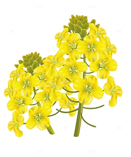 手绘卡通油菜花免抠