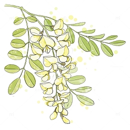 手绘洋槐花