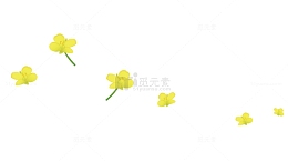 手绘植物黄色油菜花插画