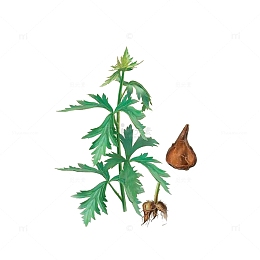 川芎草药