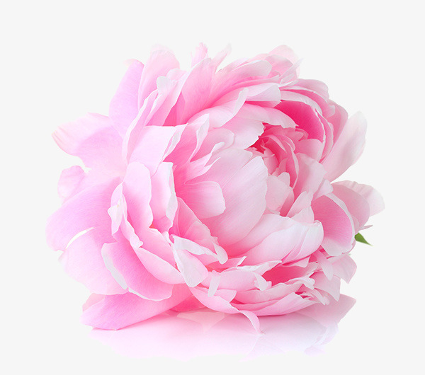 鲜花素材免费下载_觅元素