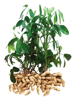 植物花生