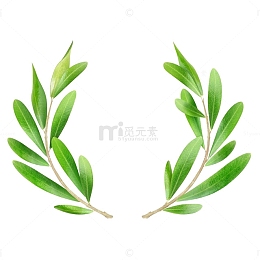手绘清新绿色橄榄枝花环免抠