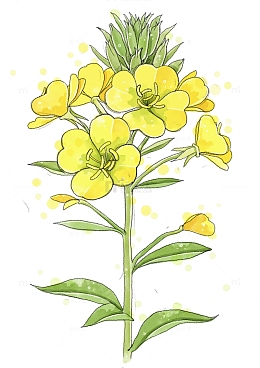 油菜花绘画