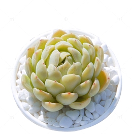 观音莲 多肉植物 星影盆栽