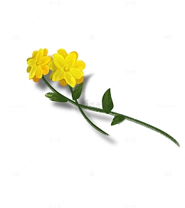 手绘插画黄色油菜花