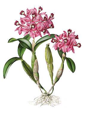 粉色石斛花