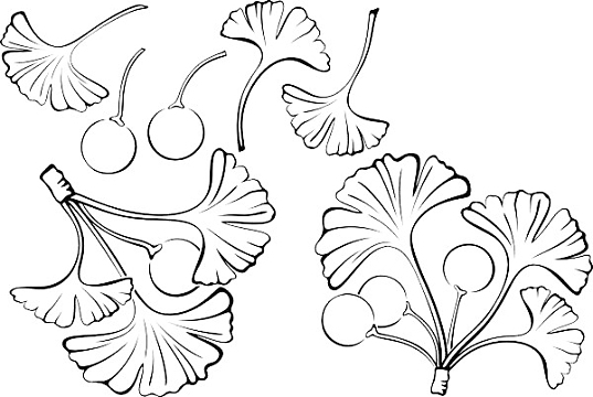 黑色线条手绘银杏叶