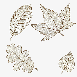 3d立体插画pngpng叶脉pngpsdpng绿色大叶植物春天绿植pngpng桦树叶子