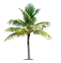 长叶型热带棕树