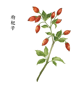 矢量枸杞