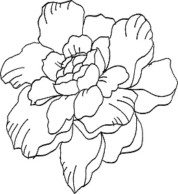 线描花朵