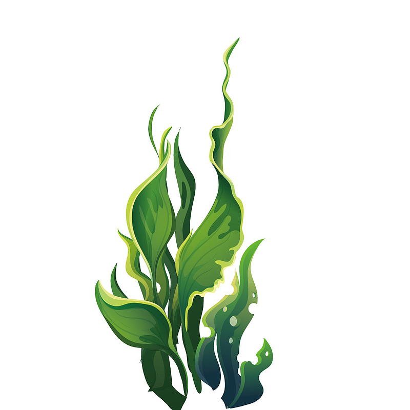 绿色宽叶子海洋植物