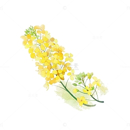 手绘卡通油菜花免抠