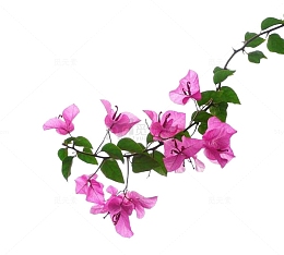 绿色植物玫红色三角梅