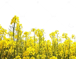 油菜花瓣免抠PNG