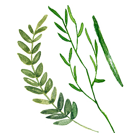 绿植手绘水彩植物叶子图案素材