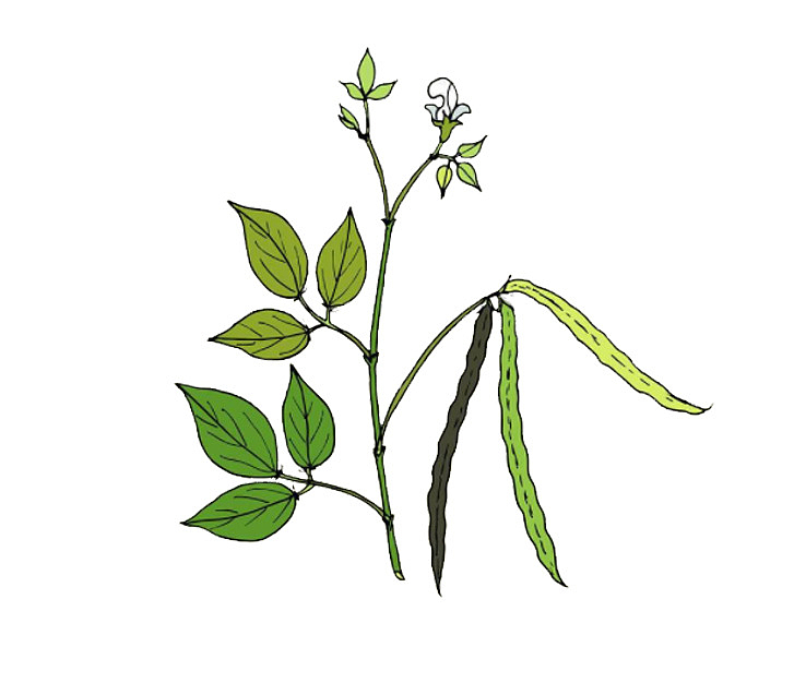 卡通绘画一个开花结果的绿豆植物